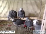 Vfhg african greys sociable m/f parrots