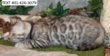 Bhgy bengal kittens attractive m/f