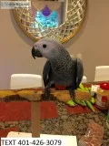 Hfgf african grey hand tamed m/f parrots