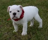Top quality english bull puppies 