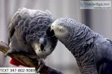 Asfd african grey talkative m/f parrots