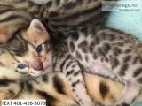 Mcnhb bengal sweet kittens m/f lovely