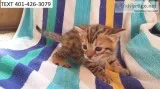 Zdg bengal kittens male and female 