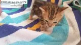 0147 bengal kittens desirable m/f