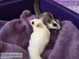 Beautiful white face and leucistic glide