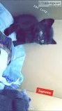 Kitten for sale