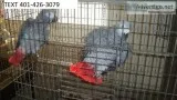 Frdg african grey parrots friendly m/f