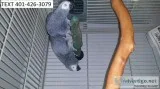 Cgd african grey pretty m/f parrots