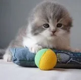 Quality registered scottish fold kittens