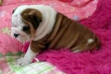  charming english bull puppies
