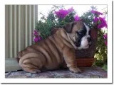  adorable english bulldog puppies for sa