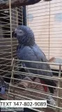 Frtfg african greys with red tails m/f