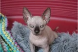 )sphynix kittens have beautiful expressi