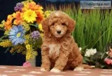 Goldendoodle puppies 