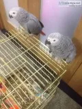 Uphero african grey parrots