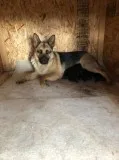 German shepherd puppies