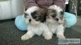 Smart and playful shih tzu puppies