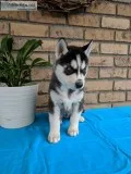 Siberian husky puppy for sale 