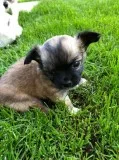 Kd 2 x beautiful chihuahuas