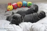 Cute frenchbull ready to go 