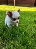 Kg 2 x beautiful chihuahuas