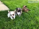 Kh 2 x beautiful chihuahuas