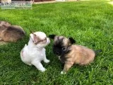 Kk 2 x beautiful chihuahuas