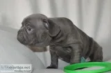 French bulldog puppies blue tan last 