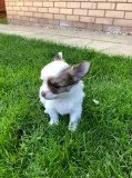 Kf 2 x beautiful chihuahuas