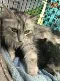 Quality maine c--n kitten