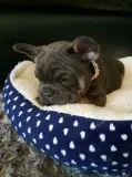 Super litter of frenchbulldogs for sale