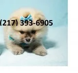 Omeranian puppies for addoption