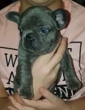 Beautiful french bulldogs all ready