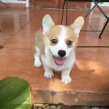 Pembroke welsh corgi for sale 7026087056