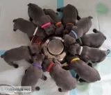Xxx amazing quality french bulldogs xxx