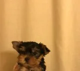 Tiny adorable baby yorkie puppy