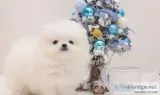 Two awesome t-cup pomeranian puppies