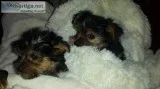 We have some beautiful yorkie puppies 