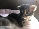 Tica reg maine c--n kittens for sale 