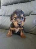 2 yorkie puppies female