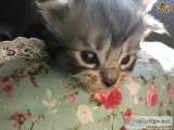 Beautiful, female maine coon