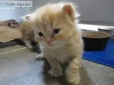 Registered ragdoll kitten for sale 