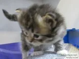 Kittens & cats