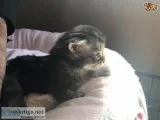 Maine coons male kittens - 35000 us$