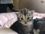 Available maine c--n kittens