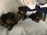 Affectionate teacup male and female york