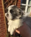 Quality akc pekingese puppies for sale