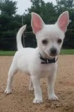Chihuahua puppies for loving homes