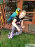 Wtki blue and gold macaws awesome m/f