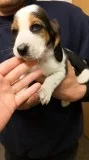 Akc registered basset hound puppies